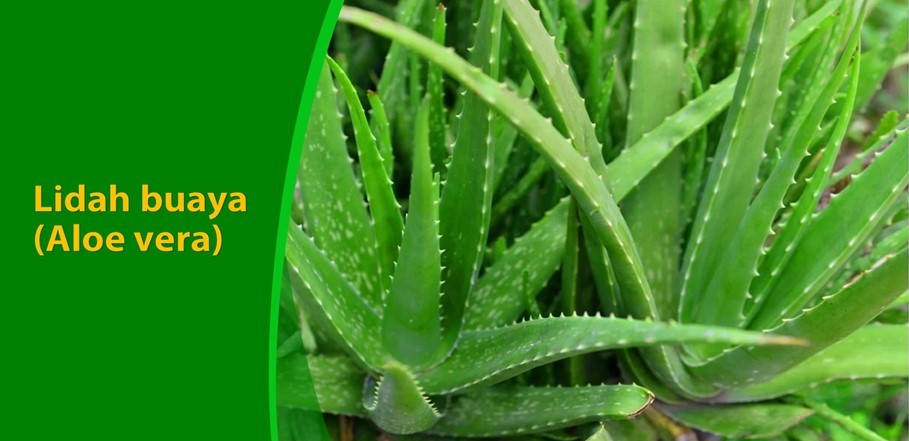 Ramuan Tradisional Mengobati Sembelit Ramuan Tradisional Mengobati Sembelit